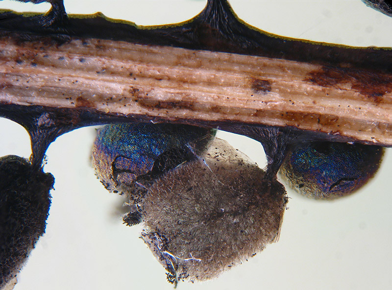 Lamproderma ovoideumechinulatum ?